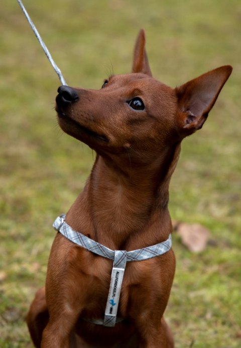 All For Dogs Mini Zestaw dla psa Szara Kratka Rozm. M All For Dogs Mini Zestaw dla psa Szara Kratka Rozm. M