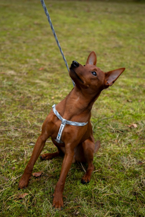 All For Dogs Mini Zestaw dla psa Szara Kratka Rozm. S All For Dogs Mini Zestaw dla psa Szara Kratka Rozm. S