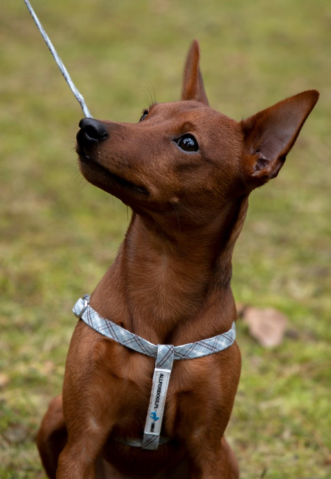 All For Dogs Mini Zestaw dla psa Szara Kratka Rozm. S All For Dogs Mini Zestaw dla psa Szara Kratka Rozm. S