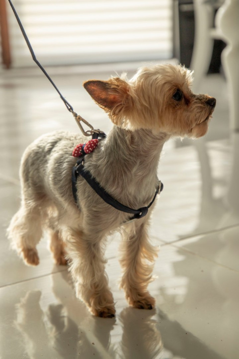 All For Dogs Mini Zestaw dla psa granat z czerwoną kokardą w białe kropki Rozm. M All For Dogs Mini Zestaw dla psa granat z czerwoną kokardą w białe kropki Rozm. M