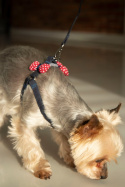 All For Dogs Mini Zestaw dla psa granat z czerwoną kokardą w białe kropki Rozm. M