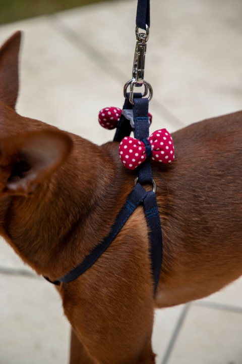 All For Dogs Mini Zestaw dla psa granat z czerwoną kokardą w białe kropki Rozm. M All For Dogs Mini Zestaw dla psa granat z czerwoną kokardą w białe kropki Rozm. M