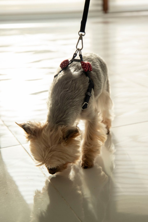 All For Dogs Mini Zestaw dla psa granat z czerwoną kokardą w białe kropki Rozm. M All For Dogs Mini Zestaw dla psa granat z czerwoną kokardą w białe kropki Rozm. M