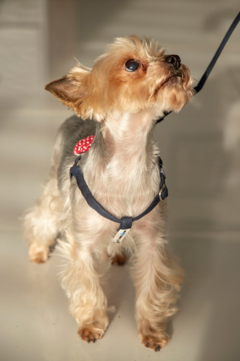 All For Dogs Mini Zestaw dla psa granat z czerwoną kokardą w białe kropki Rozm. M All For Dogs Mini Zestaw dla psa granat z czerwoną kokardą w białe kropki Rozm. M