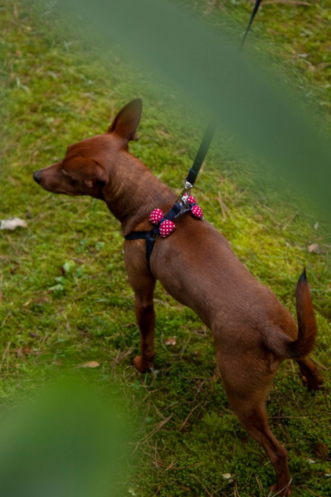 All For Dogs Mini Zestaw dla psa granat z czerwoną kokardą w białe kropki Rozm. S All For Dogs Mini Zestaw dla psa granat z czerwoną kokardą w białe kropki Rozm. S