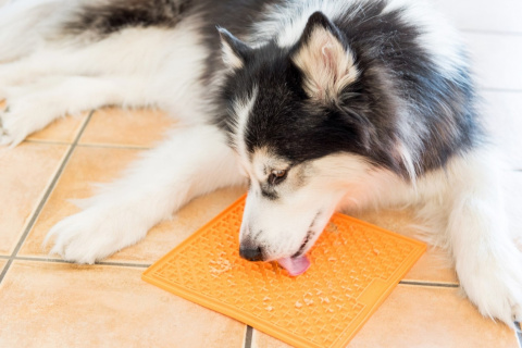 Mata Lickimat BUDDY dla psów 20x20 Orange Mata Lickimat BUDDY dla psów 20x20 Orange