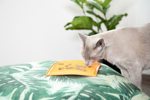 Mata Lickimat SOOTHER dla kotów Orange Mata Lickimat SOOTHER dla kotów Orange
