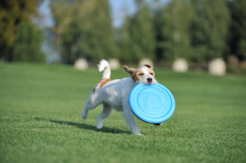 PitchDog 24' Dysk Frisbee dla psa Blue PitchDog 24' Dysk Frisbee dla psa Blue