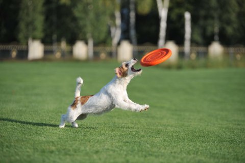 PitchDog 24' Dysk Frisbee dla psa Orange PitchDog 24' Dysk Frisbee dla psa Orange