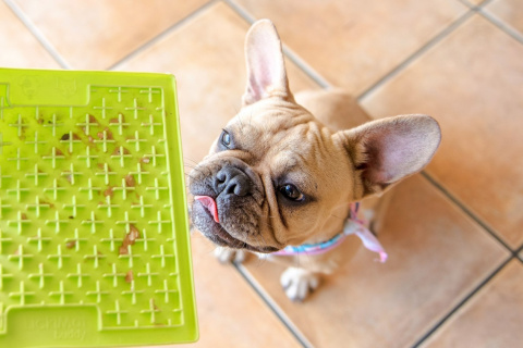 Mata Lickimat BUDDY dla psów 20x20 Turkusowa Mata Lickimat BUDDY dla psów 20x20 Turkusowa