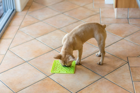 Mata Lickimat BUDDY dla psów 20x20 Turkusowa Mata Lickimat BUDDY dla psów 20x20 Turkusowa