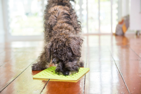 Mata Lickimat BUDDY dla psów 20x20 Turkusowa Mata Lickimat BUDDY dla psów 20x20 Turkusowa
