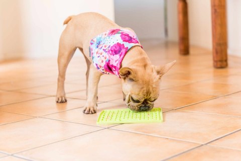 Mata Lickimat PLAYDATE dla psów 20x20 Turkusowa Mata Lickimat PLAYDATE dla psów 20x20 Turkusowa