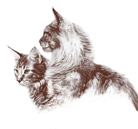 Renske Cat BIO Wołowina 19 x 85g Karma mokra dla kota Renske Cat BIO Wołowina 19 x 85g Karma mokra dla kota