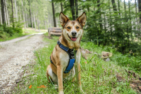 All For Dogs 3x-Sportowe szelki dla psa rozm. M Niebieskie All For Dogs 3x-Sportowe szelki dla psa rozm. M Niebieskie