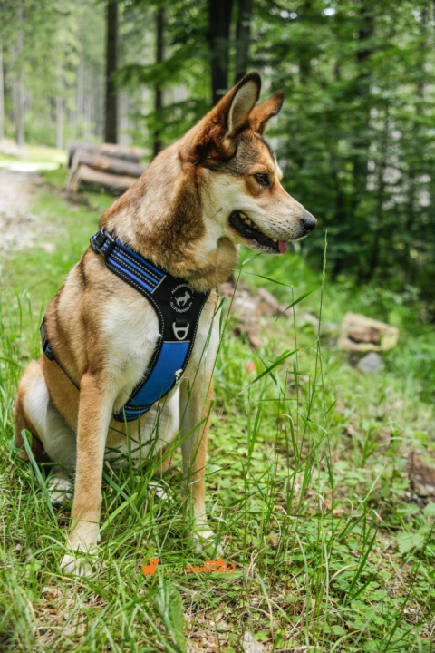 All For Dogs 3x-Sportowe szelki dla psa rozm. XS Niebieskie All For Dogs 3x-Sportowe szelki dla psa rozm. XS Niebieskie
