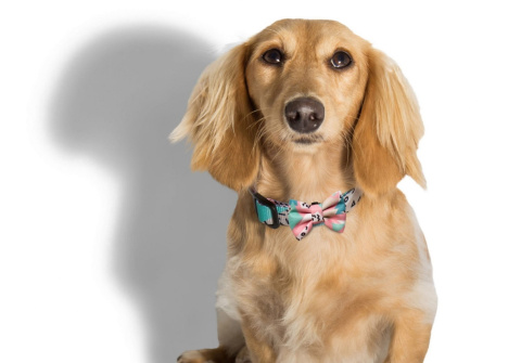 Zee Dog Muszka dla psa Memphis Small 5cm Zee Dog Muszka dla psa Memphis Small 5cm