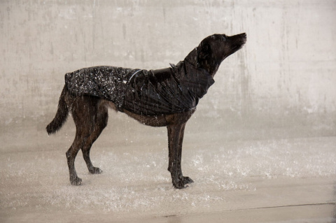 Zee Dog Płaszczyk przeciwdeszczowy dla psa Ozzy rozm. XL