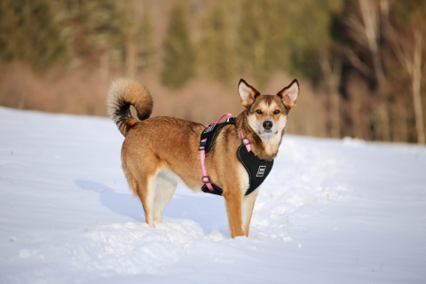 WauDog szelki bezuciskowe dla psa guard S PURPLE WauDog szelki bezuciskowe dla psa guard S PURPLE