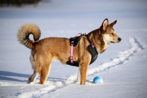 WauDog szelki bezuciskowe dla psa guard S PURPLE WauDog szelki bezuciskowe dla psa guard S PURPLE