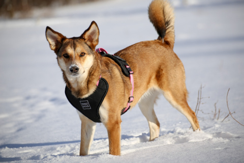 WauDog szelki bezuciskowe dla psa guard S PINK WauDog szelki bezuciskowe dla psa guard S PINK