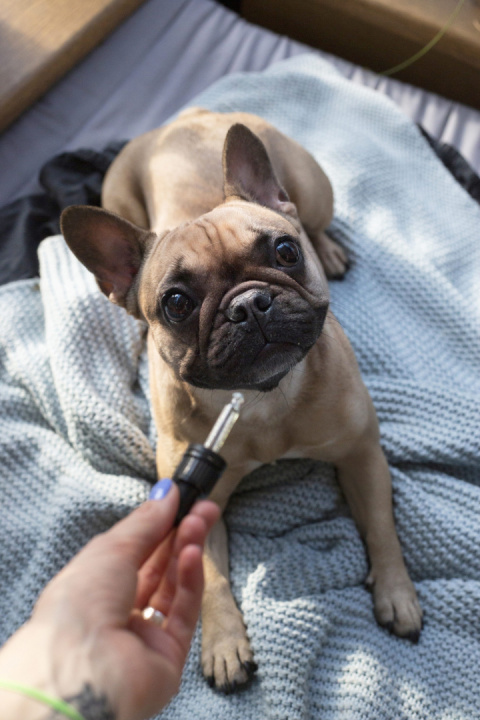 JAZZ FOR PETS 5% OLEJEK Z CBD o smaku łososia 10ml JAZZ FOR PETS 5% OLEJEK Z CBD o smaku łososia 10ml