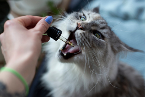 JAZZ FOR PETS 3% OLEJEK Z CBD o smaku łososia 10ml JAZZ FOR PETS 3% OLEJEK Z CBD o smaku łososia 10ml