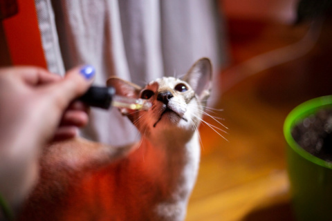 JAZZ FOR PETS 3% OLEJEK Z CBD o smaku łososia 10ml JAZZ FOR PETS 3% OLEJEK Z CBD o smaku łososia 10ml