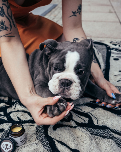 JAZZ FOR PETS MASEŁKO Z CBD NA ŁAPKI I NOSEK 30 ml JAZZ FOR PETS MASEŁKO Z CBD NA ŁAPKI I NOSEK 30 ml