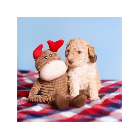 ZIPPY PAWS ŚWIĄTECZNY RENIFER PLUSZOWY 28CM piszcząca zabawka dla psa ZIPPY PAWS ŚWIĄTECZNY RENIFER PLUSZOWY 28CM piszcząca zabawka dla psa