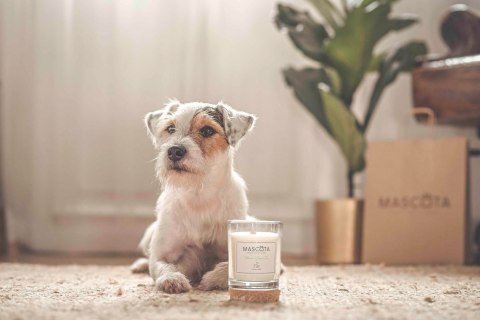 MASCOTA Flower Green Tea świeca sojowa neutralizująca zapach zwierząt MASCOTA Flower Green Tea świeca sojowa neutralizująca zapach zwierząt