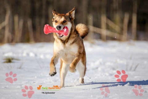 PitchDog BARBELL hantel - zabawka dla psa RÓŻOWY