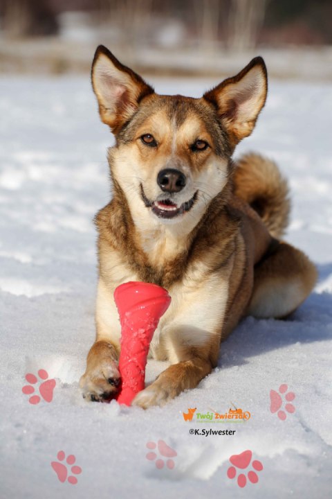 PitchDog BARBELL hantel - zabawka dla psa RÓŻOWY