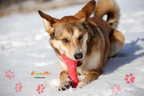 PitchDog BARBELL hantel - zabawka dla psa RÓŻOWY