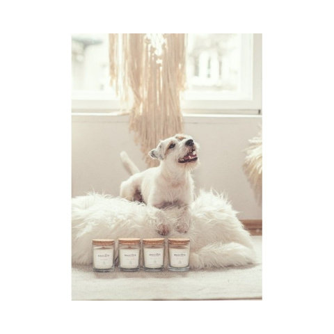 MASCOTA Mexican Coriander świeca sojowa neutralizująca zapach zwierząt MASCOTA Mexican Coriander świeca sojowa neutralizująca zapach zwierząt