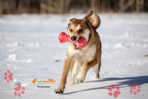 PitchDog BARBELL hantel - zabawka dla psa RÓŻOWY