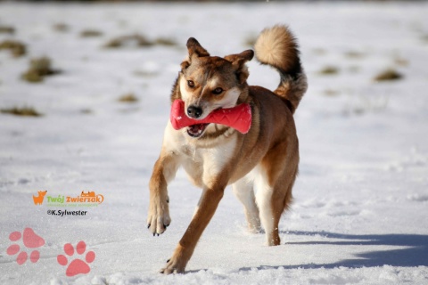 PitchDog BARBELL hantel - zabawka dla psa RÓŻOWY