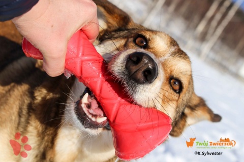 PitchDog BARBELL hantel - zabawka dla psa RÓŻOWY