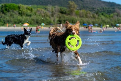 KIWI WALKER Let's Play! Maxi Frisbee dla psa - różowa KIWI WALKER Let's Play! Maxi Frisbee dla psa - różowa