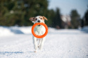 Ring dla psa Puller PitchDog 20' Pomarańczowy