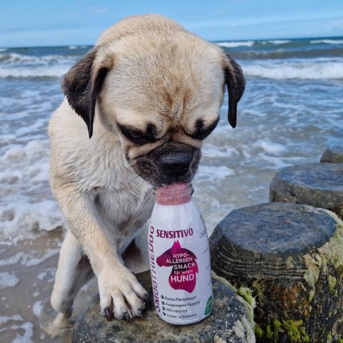 SmoothieDog SENSITIVO Konina dla psa z alergią pokarmową 250ml SmoothieDog SENSITIVO Konina dla psa z alergią pokarmową 250ml
