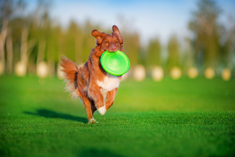 FLYBER latający dwustronny dysk dla psa Frisbee średnica 22 cm FLYBER latający dwustronny dysk dla psa Frisbee średnica 22 cm