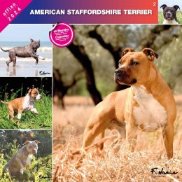 Kalendarz 2024 Amerykański Staffordshire Terrier