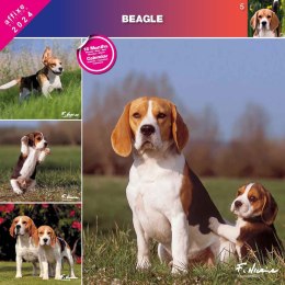 Kalendarz 2024 Beagle