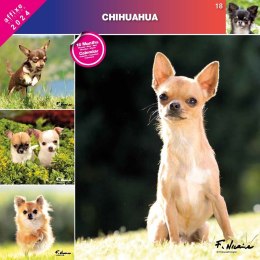 Kalendarz 2024 Chihuahua