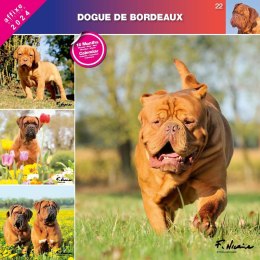 Kalendarz 2024 Dog z Bordeaux