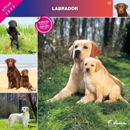 Kalendarz 2024 Labrador