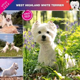 Kalendarz 2024 West Highland White Terrier