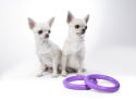 PULLER MICRO Ring dla małych psów 2szt. 12,5cm