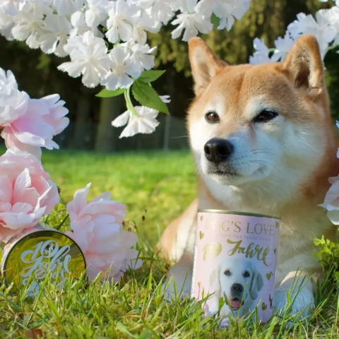 DOG'S LOVE Kalb - cielęcina z pstrągiem i jabłkiem 400g DOG'S LOVE Kalb - cielęcina z pstrągiem i jabłkiem 400g